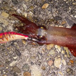 釣れてほっとした