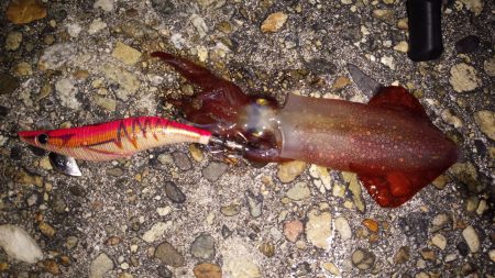 釣れてほっとした