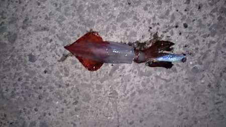 アオリイカ新子狙いに！