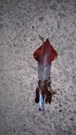 アオリイカ新子狙いに！