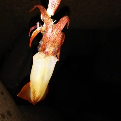 アオリイカが釣りたい！