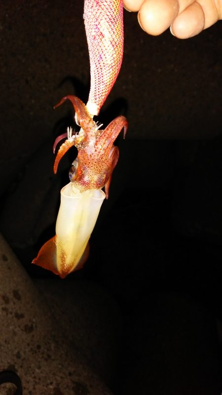 アオリイカが釣りたい！