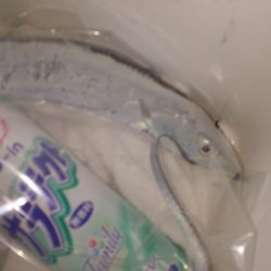 湾奥タチウオ調査！