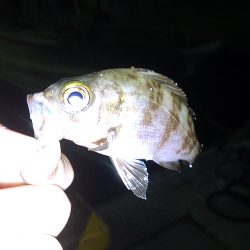 癒しのアジング堪能