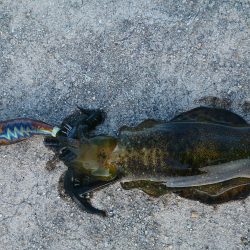 貝塚人工島で新子3杯