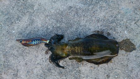 貝塚人工島で新子3杯