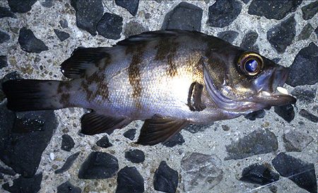 メバリング　【魚住漁港】