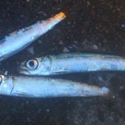 サビキ【ファミーリーフィッシング】