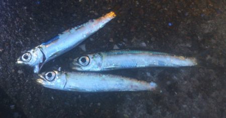 サビキ【ファミーリーフィッシング】