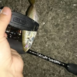 アジング釣行記