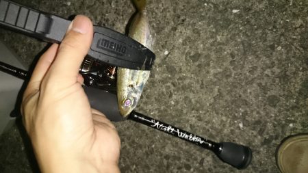 アジング釣行記