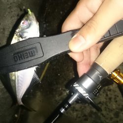アジング釣行記