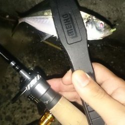 アジング釣行記
