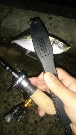 アジング釣行記