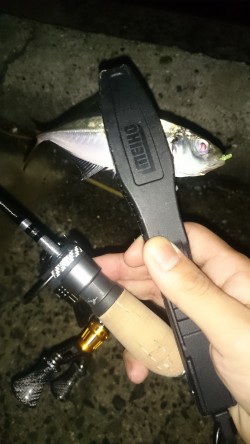 アジング釣行記