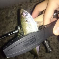 アジング釣行記