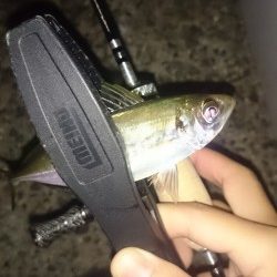 アジング釣行記