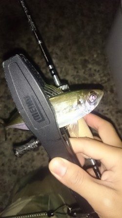 アジング釣行記