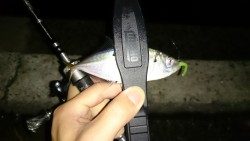 アジング釣行記