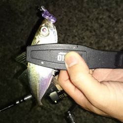 アジング釣行記