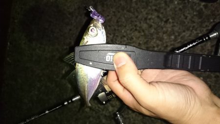 アジング釣行記