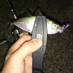 アジング釣行記