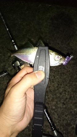 アジング釣行記