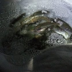 サビキでアジ大漁♪アオリイカのお土産も!!