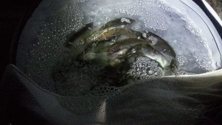 サビキでアジ大漁♪アオリイカのお土産も!!…