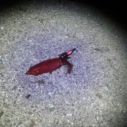 ケンサキイカ釣りました♪