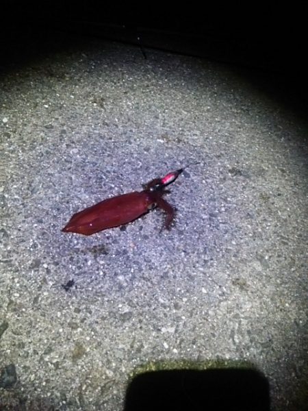 ケンサキイカ釣りました♪