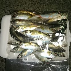 アジング釣行記