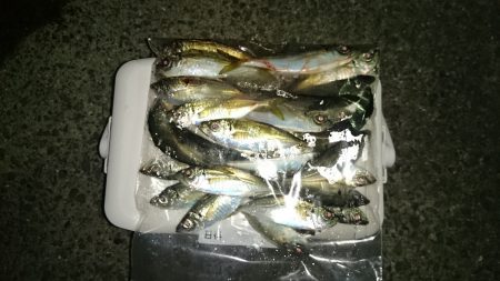 アジング釣行記