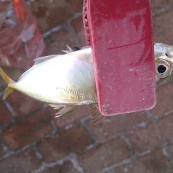 岸和田港で飛ばしサビキ釣り