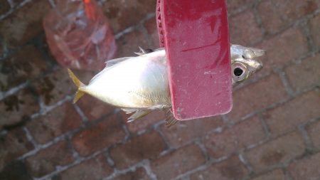岸和田港で飛ばしサビキ釣り