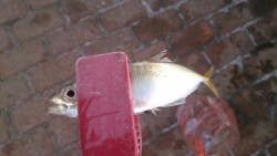 岸和田港で飛ばしサビキ釣り