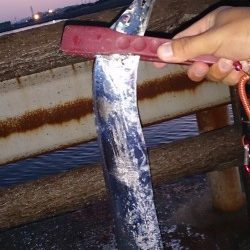 忠岡高場にて太刀魚