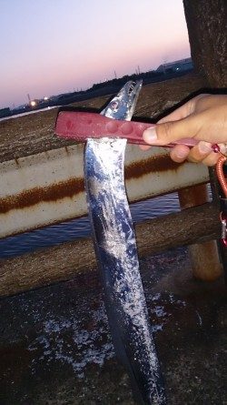 忠岡高場にて太刀魚