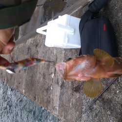 エギでアコウGET