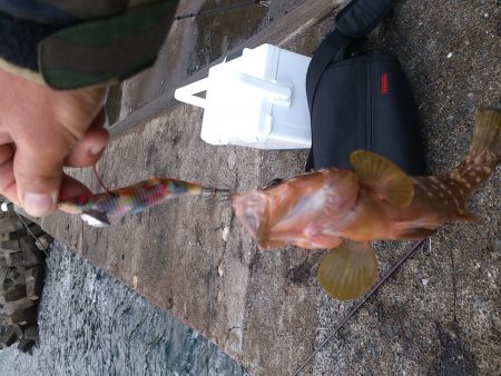 エギでアコウGET