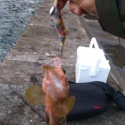 エギでアコウGET