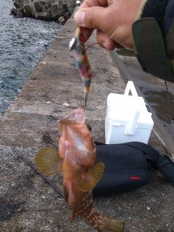 エギでアコウGET