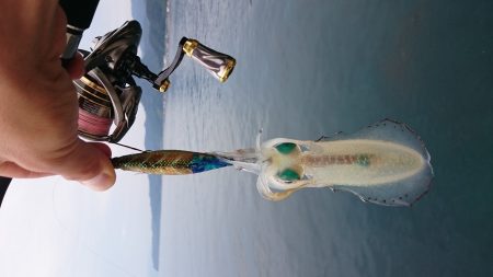 今シーズン初アオリ調査