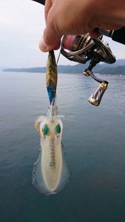 今シーズン初アオリ調査