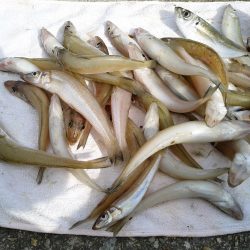 ＳＷ初日は浦港でキス狙い