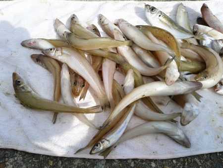 ＳＷ初日は浦港でキス狙い