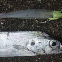 タチウオ釣り