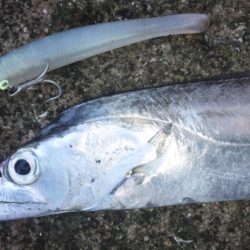 タチウオ釣り