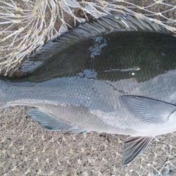 地磯にてフカセ