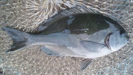 地磯にてフカセ